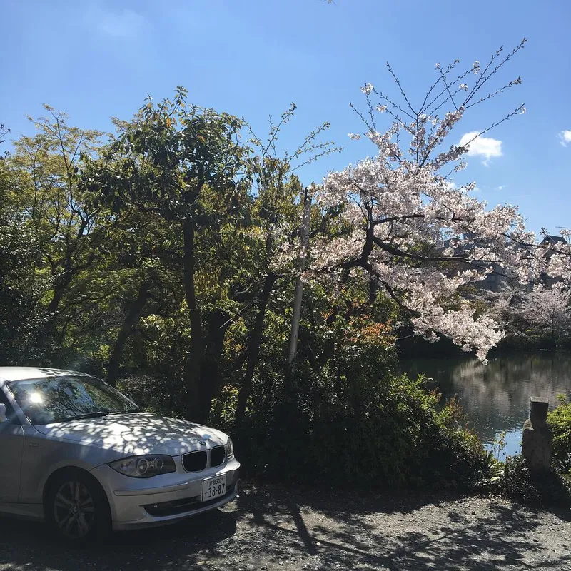 A silver BMW parked beside a cherry blossom tree in full bloom next to a pond in Japan