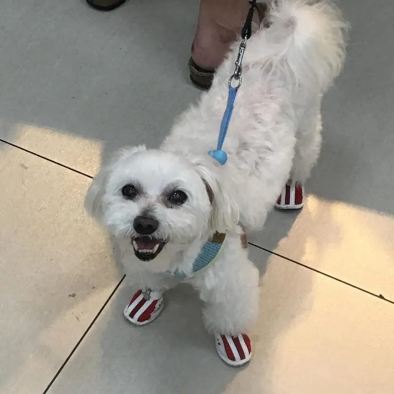 A small white fluffy dog wearing red and white striped shoes on a leash
