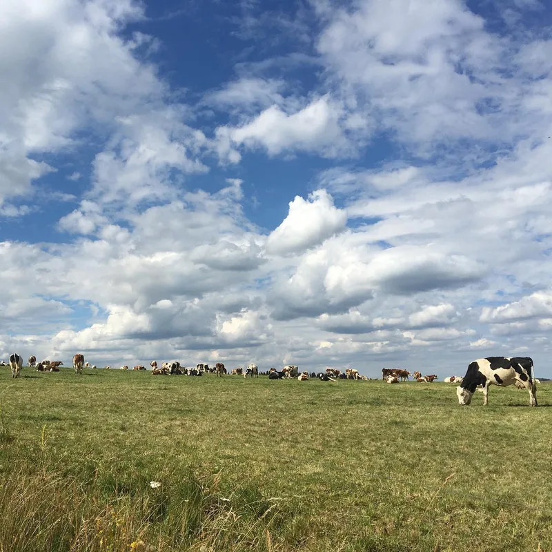 A herd of cows grazing on a wide open field under a dramatic cloudy sky