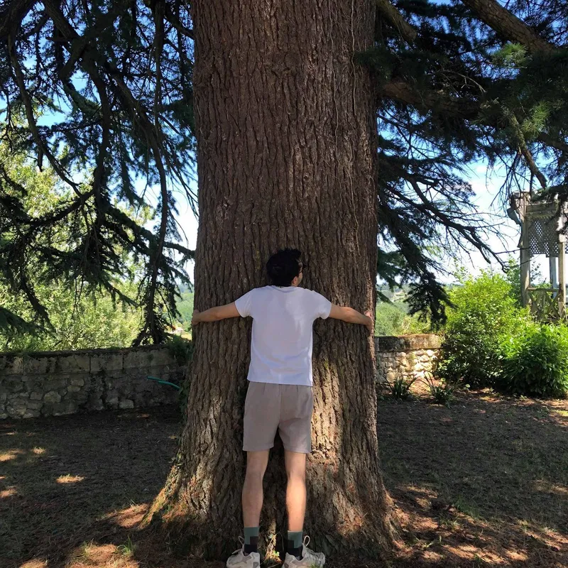 A person hugging the massive trunk of an ancient tree in a garden
