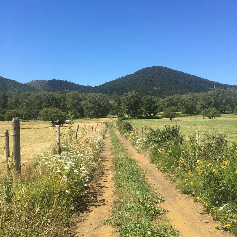 A dirt path lined with wildflowers leading toward a volcanic peak in the Auvergne
