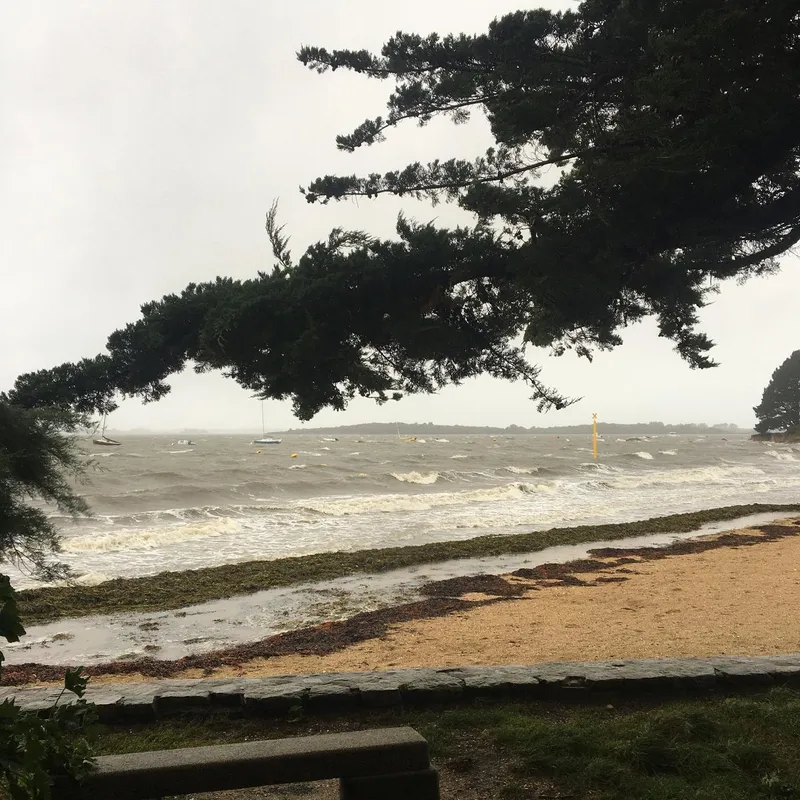 A stormy coastal scene with wind-bent trees and rough waves