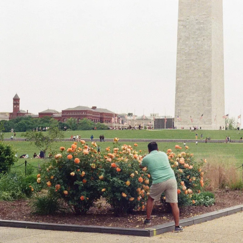A person photographing orange roses near the Washington Monument on the National Mall
