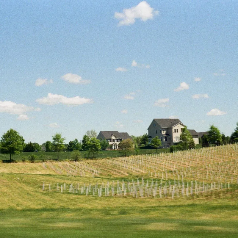 Young vineyard rows on a rolling hillside with a farmhouse in the distance