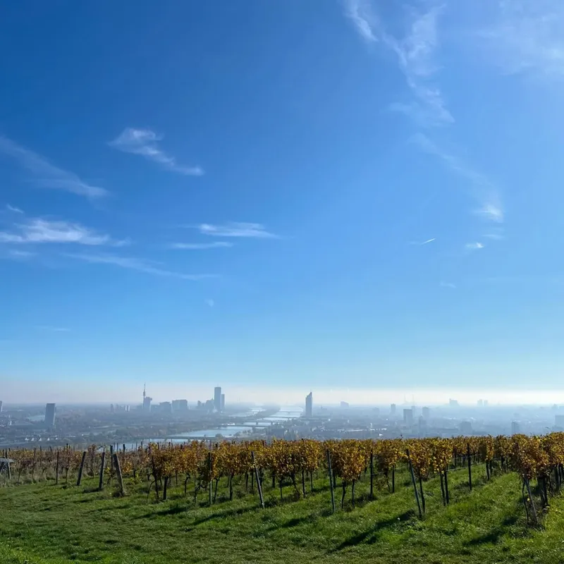 Autumn vineyards on a hillside overlooking Vienna