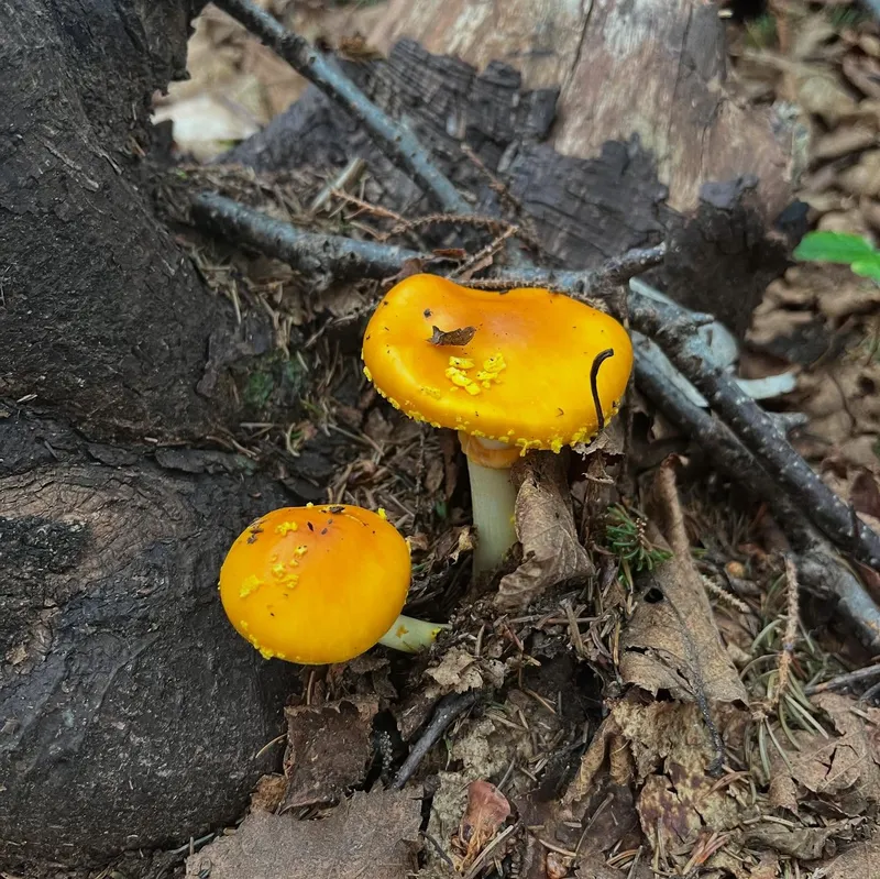 Two bright orange mushrooms at the base of a tree stump