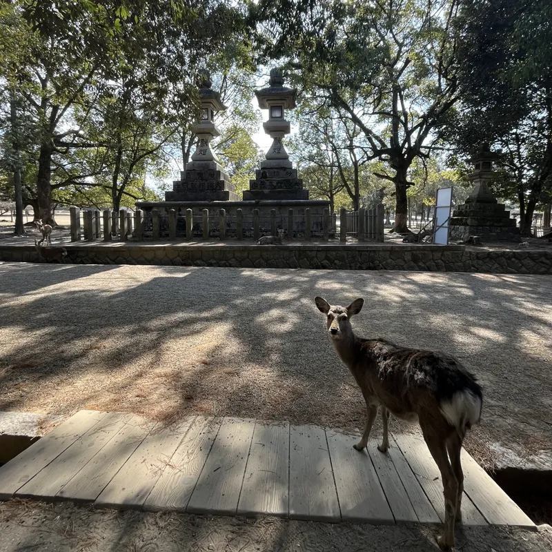 A sika deer standing on a wooden walkway in front of stone lanterns and trees in Nara Park, Japan