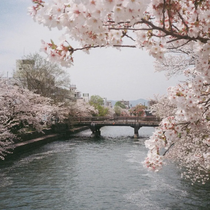 Cherry blossom branches framing a stone bridge over a Japanese river canal in spring