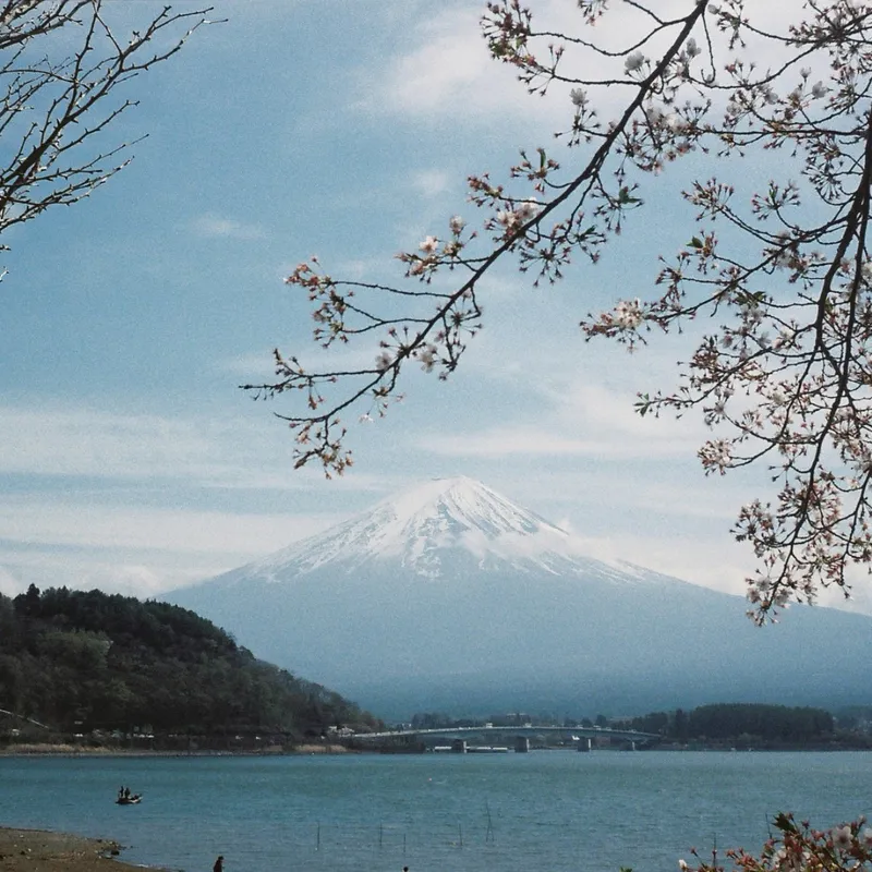 Snow-capped Mount Fuji framed by cherry blossom branches over Lake Kawaguchi