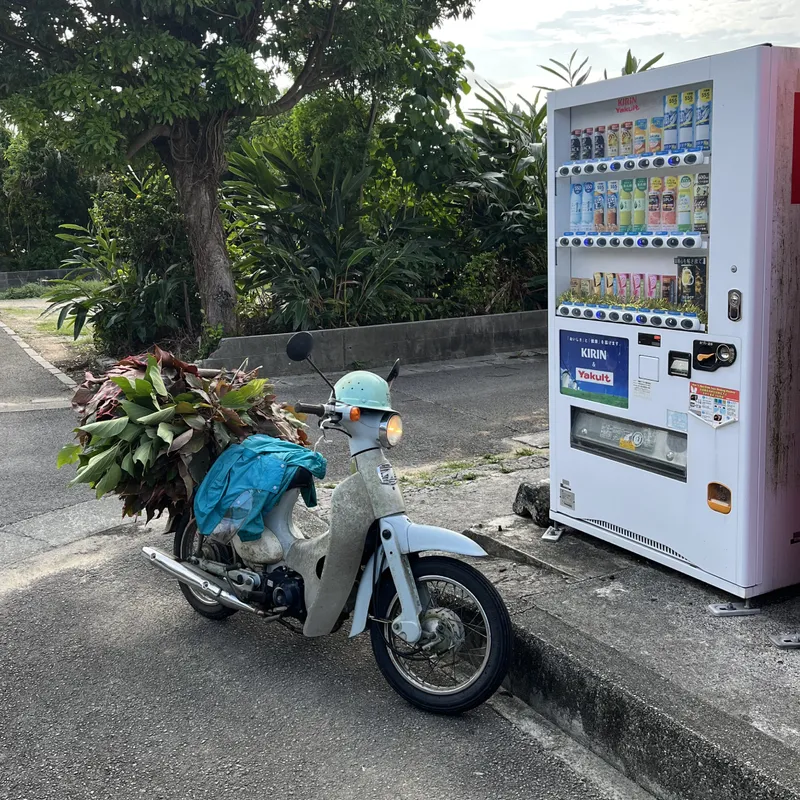 A weathered Honda Super Cub loaded with leafy branches parked next to a vending machine